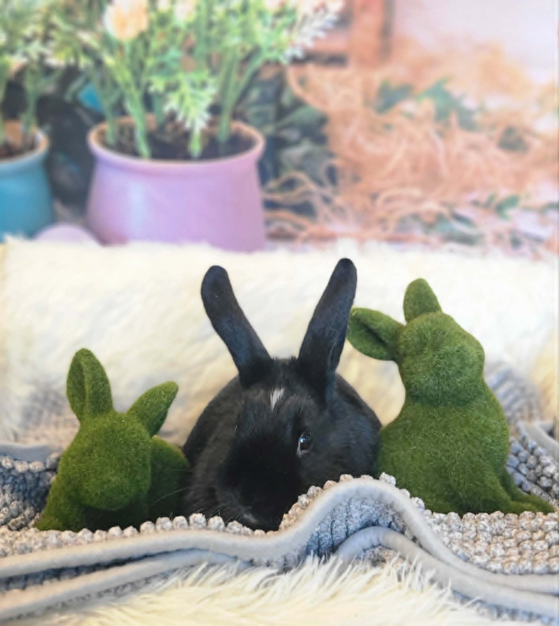 Picture of the Animal Listed